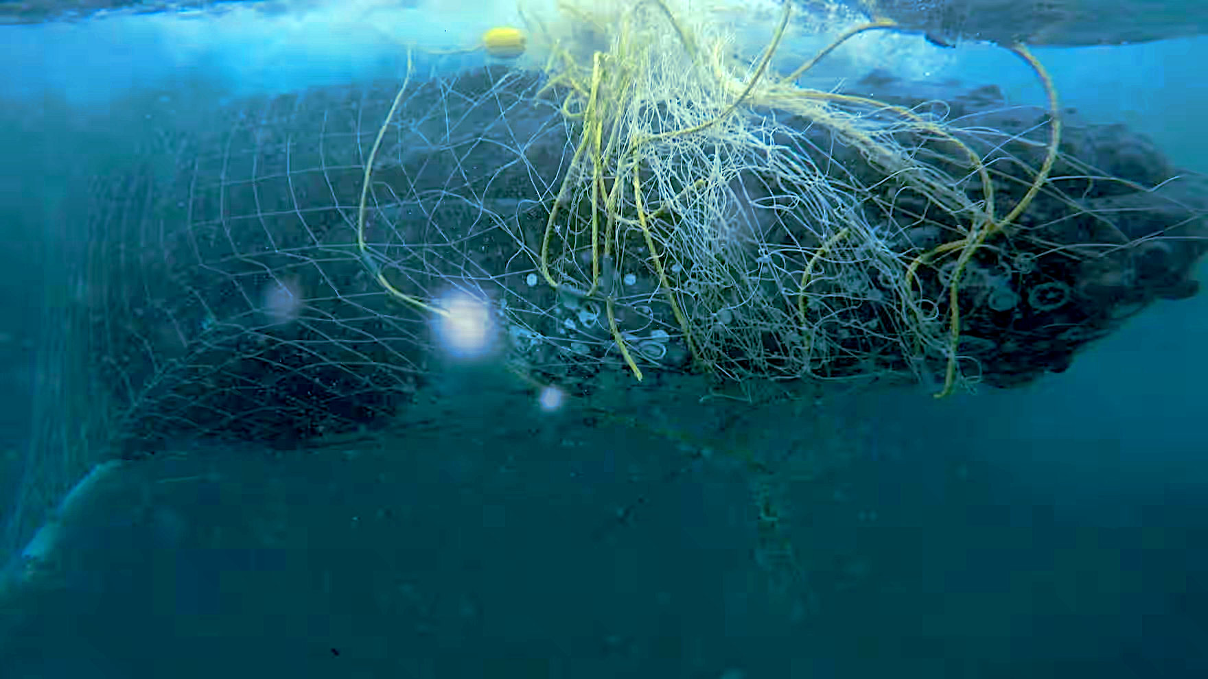 A baby humpback whale calf trapped in ghost fishing gear