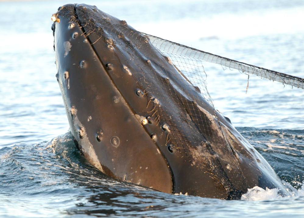 A humpback whale caught in ghost fishing nets