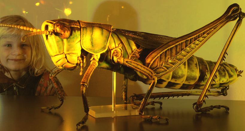 Giant grasshopper Mueritzeum Museum, Warren Germany